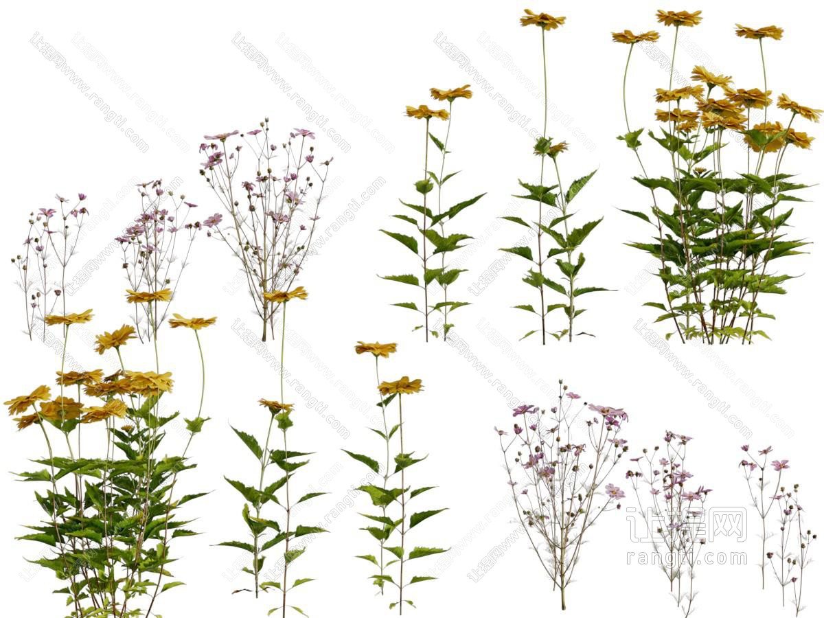现代花草植物