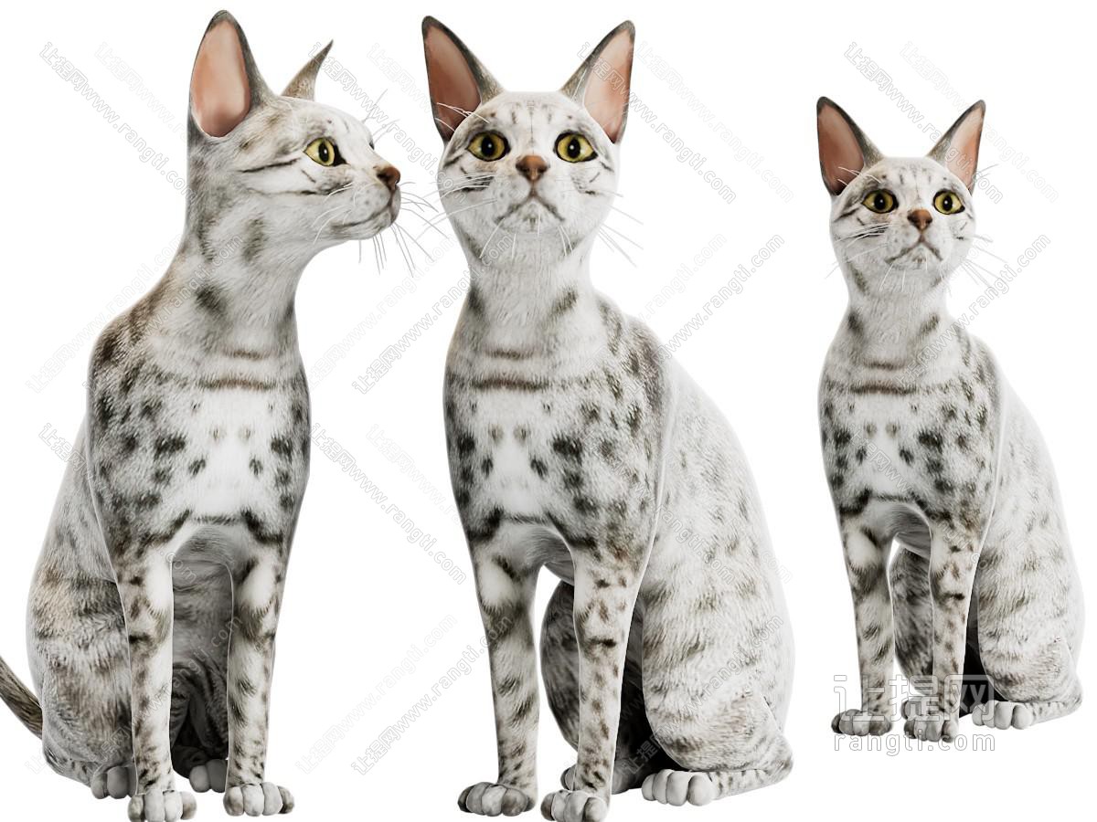 一只花猫