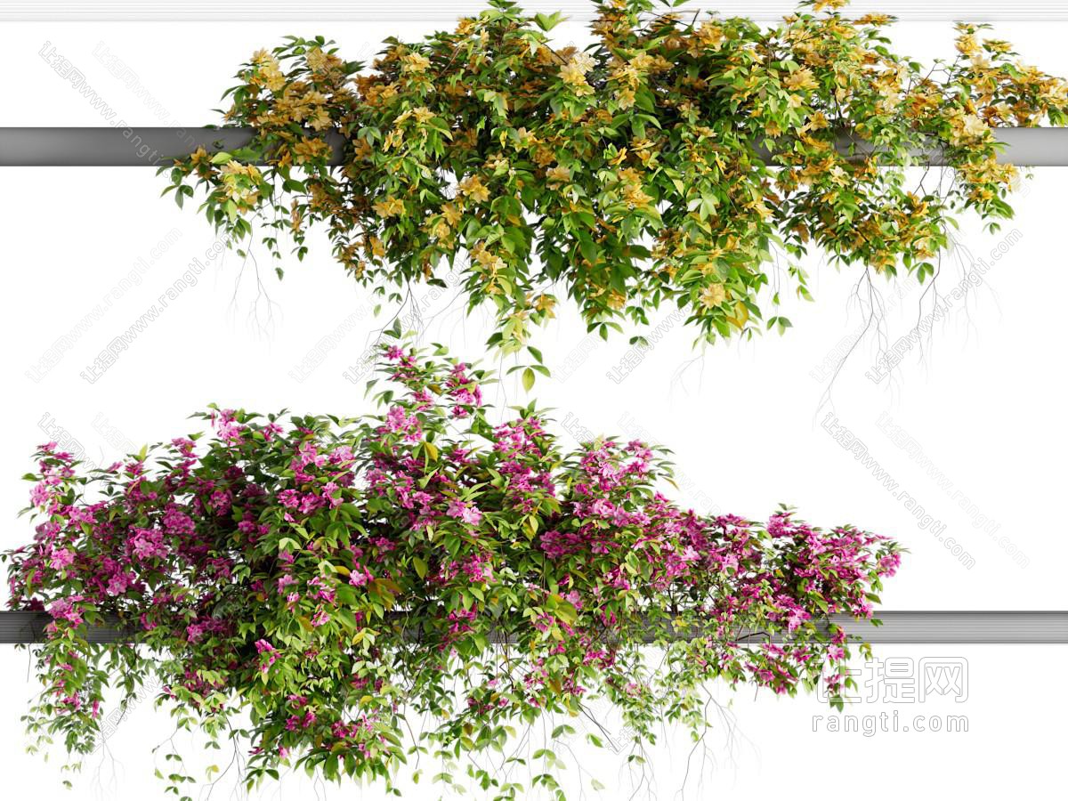 现代藤蔓植物