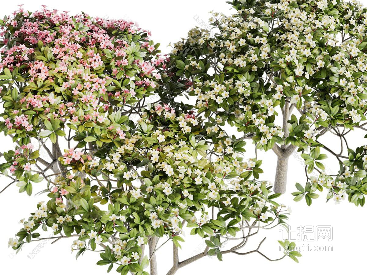 现代花树