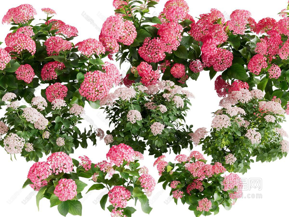 现代花草绿植