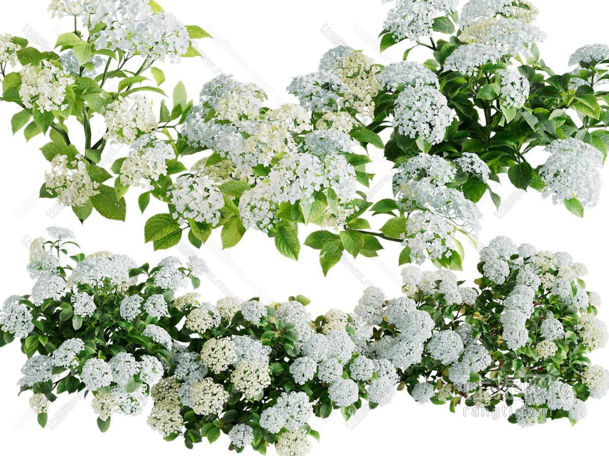 现代花草植物