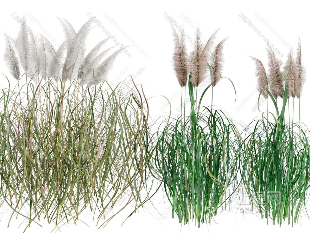 现代花草绿植