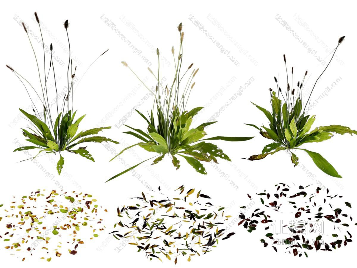 现代花草绿植