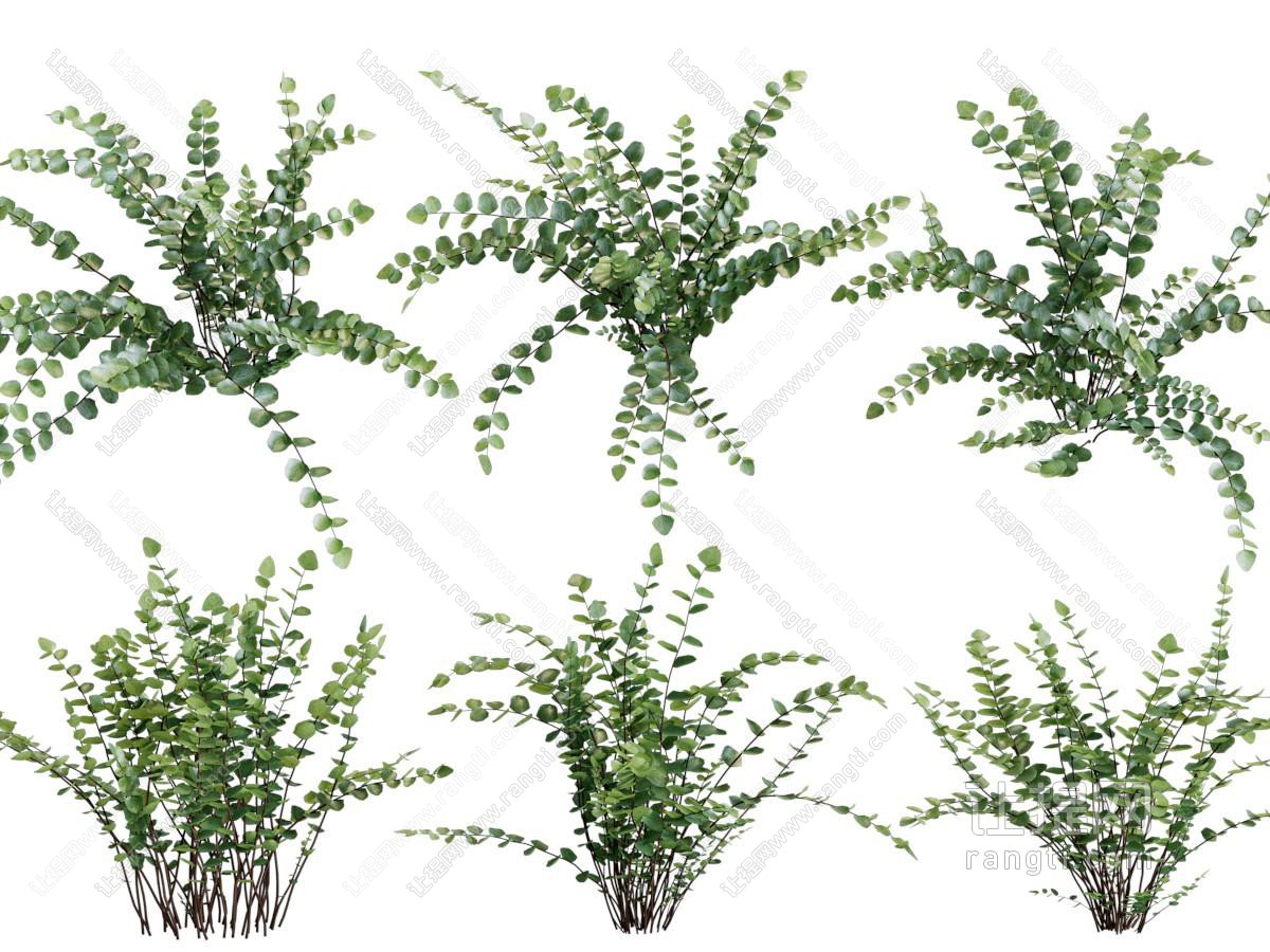 现代花草植物