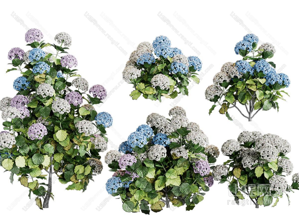 现代无尽夏绣球花草绿植