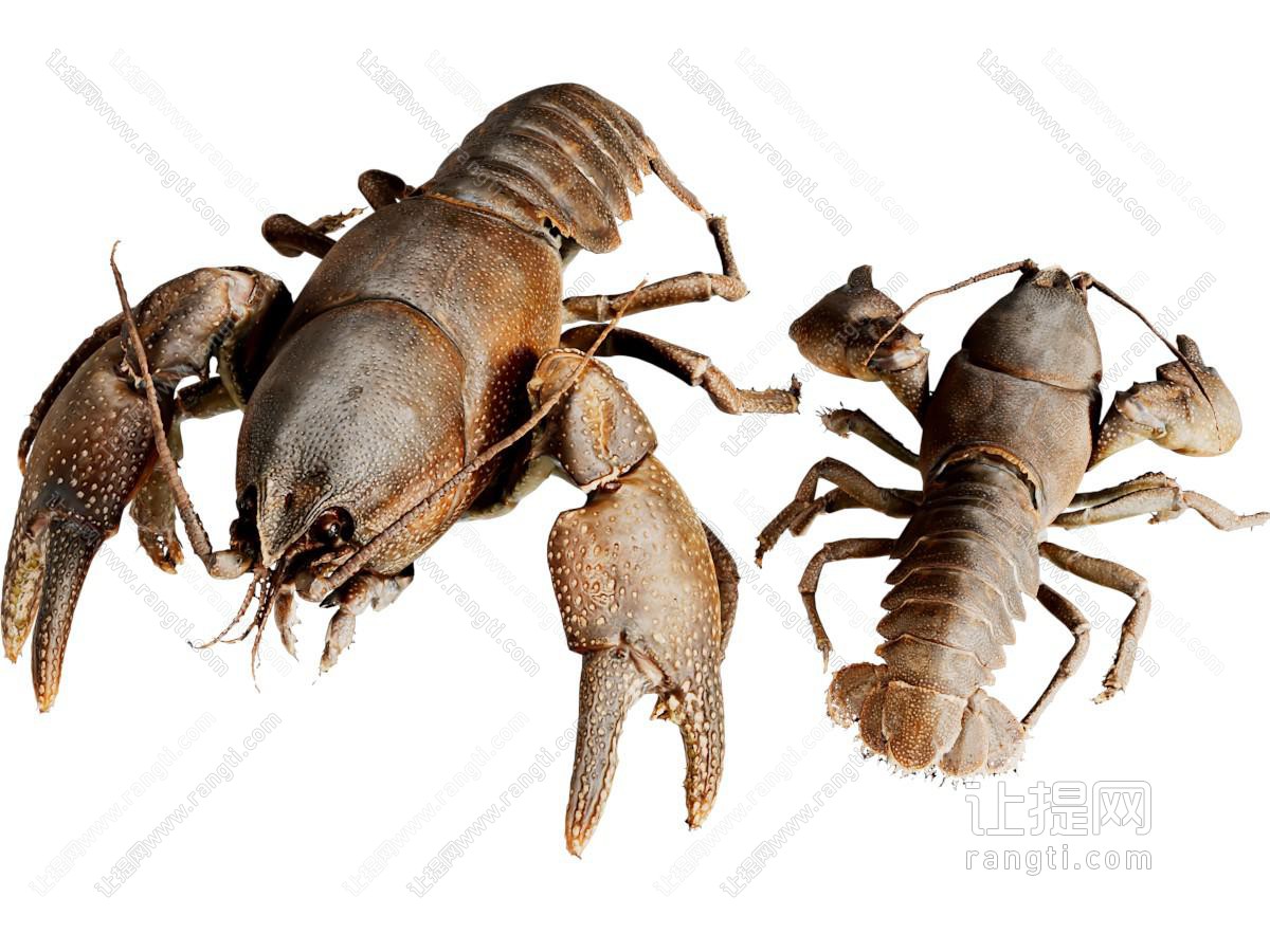 现代大龙虾