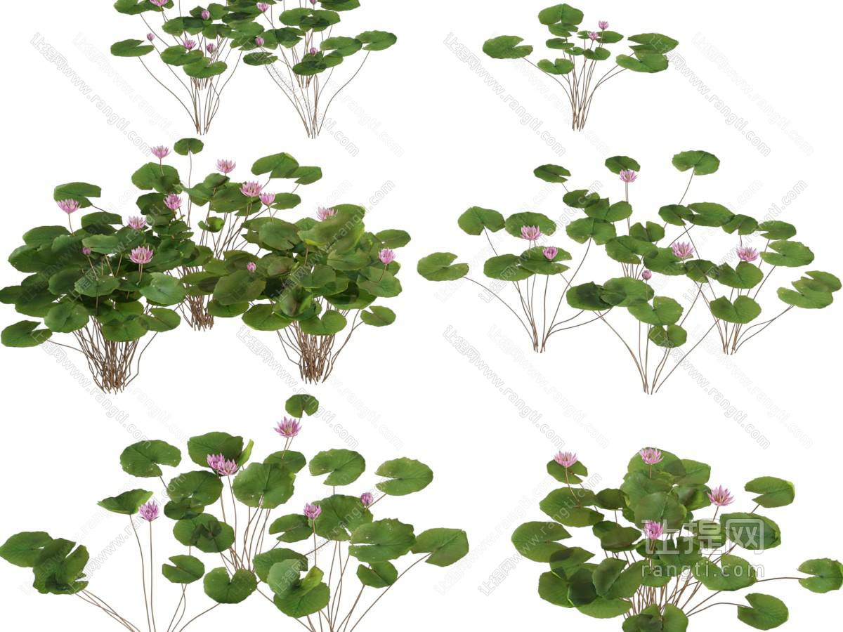 现代睡莲水生植物