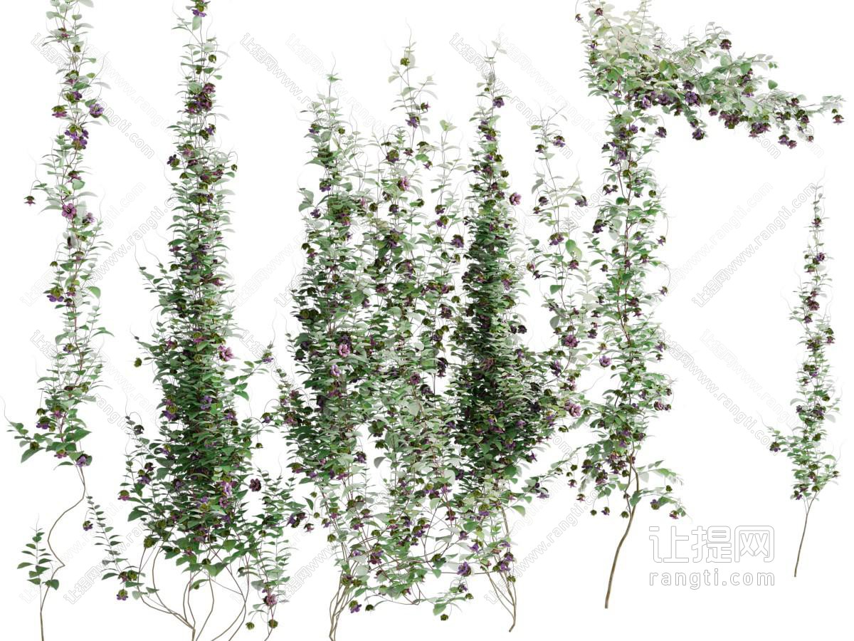 现代爬墙藤蔓植物