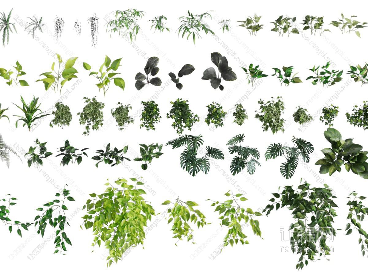 现代花草植物