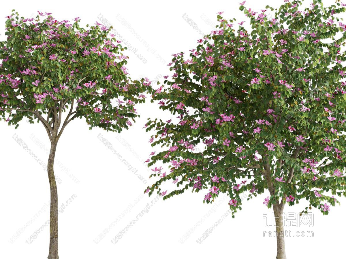现代开满紫色花朵的树木