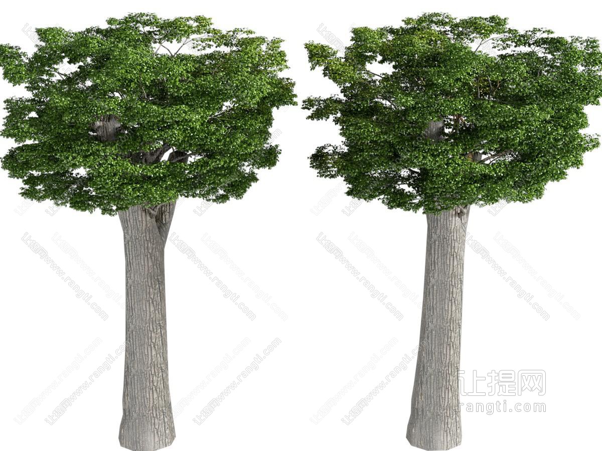 现代耸立的大树