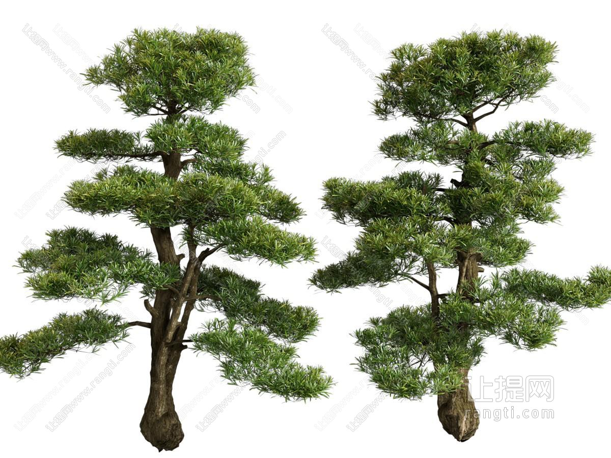 现代松树