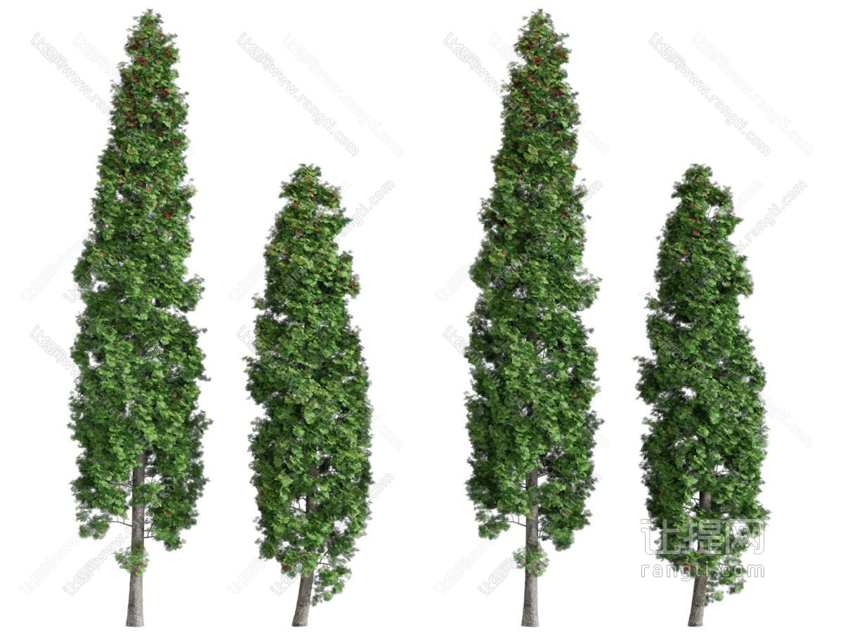 现代高耸的大树