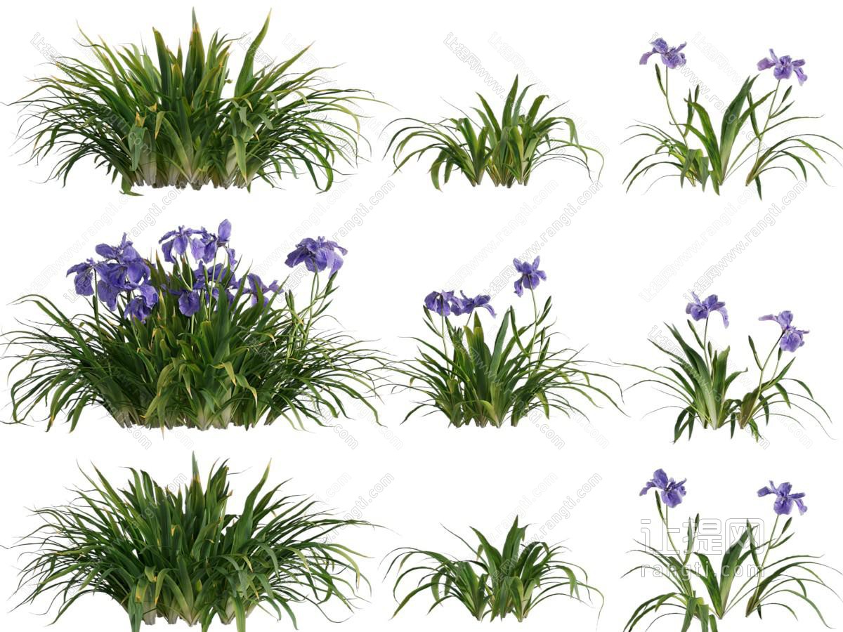 现代紫色花朵的花草植物