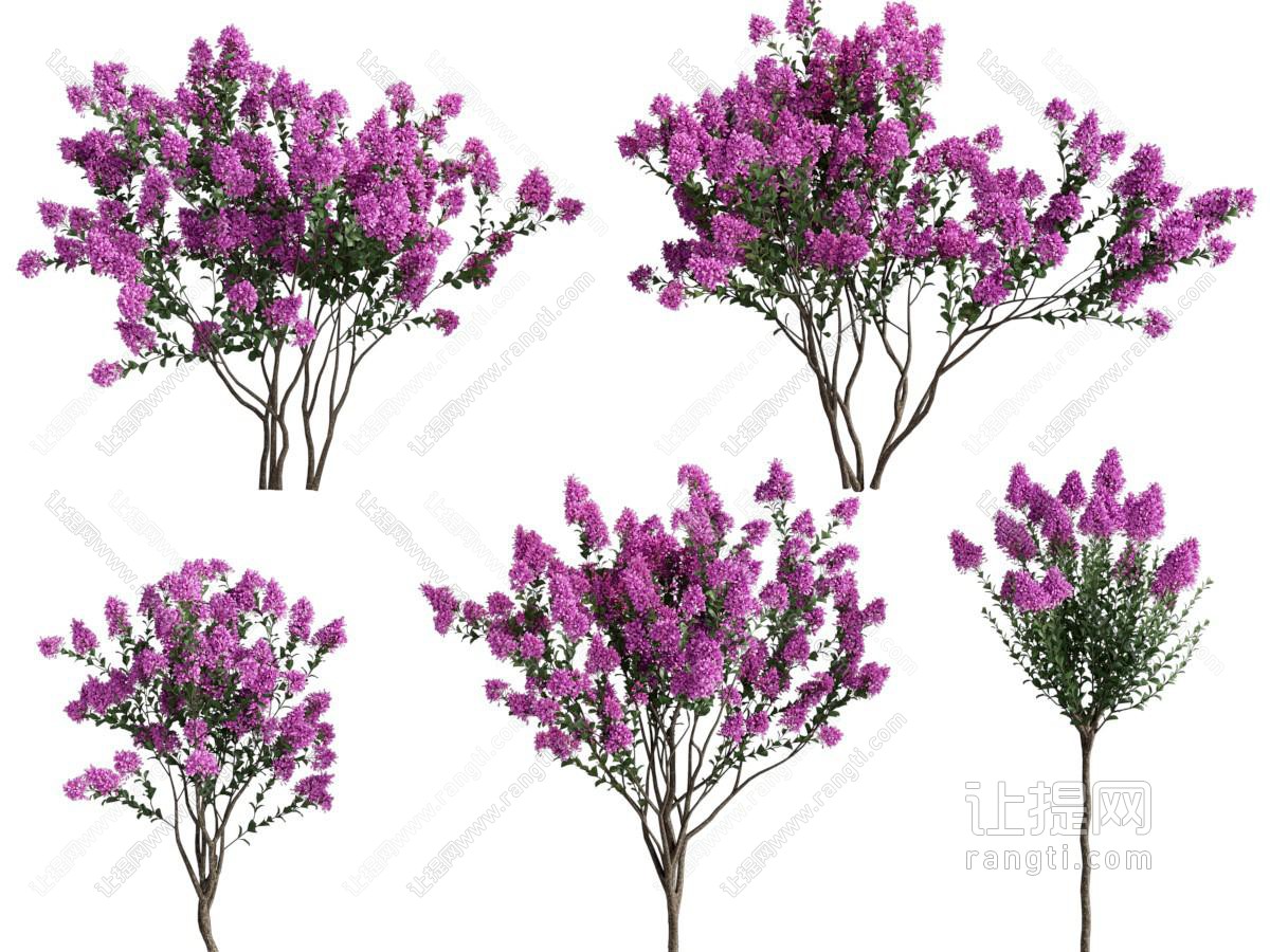 现代开满紫色花朵的树木
