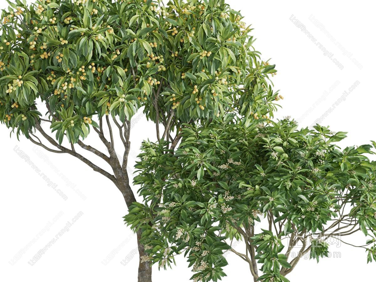现代结满果实的树木