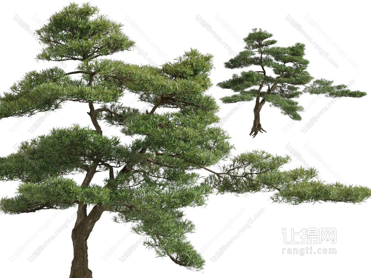 现代松树