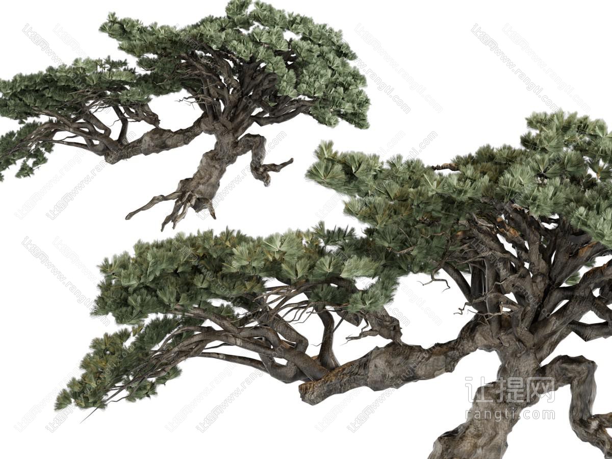 一棵古老的松树