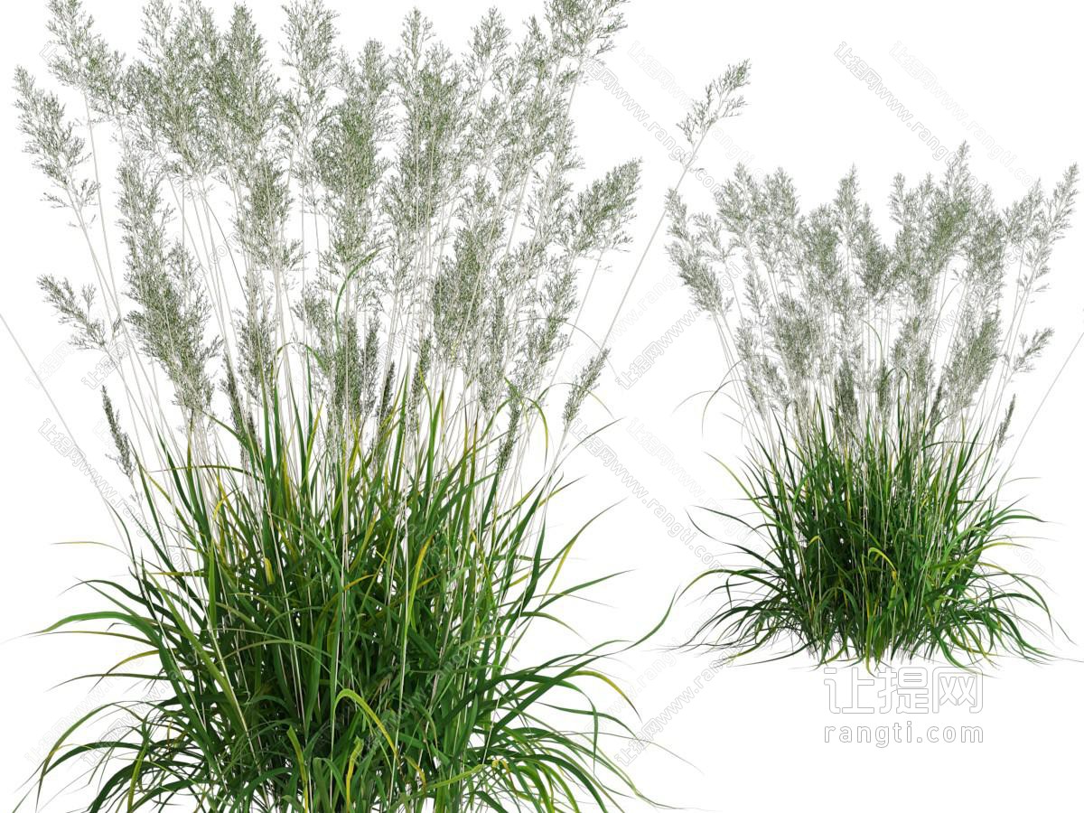 现代草丛植物