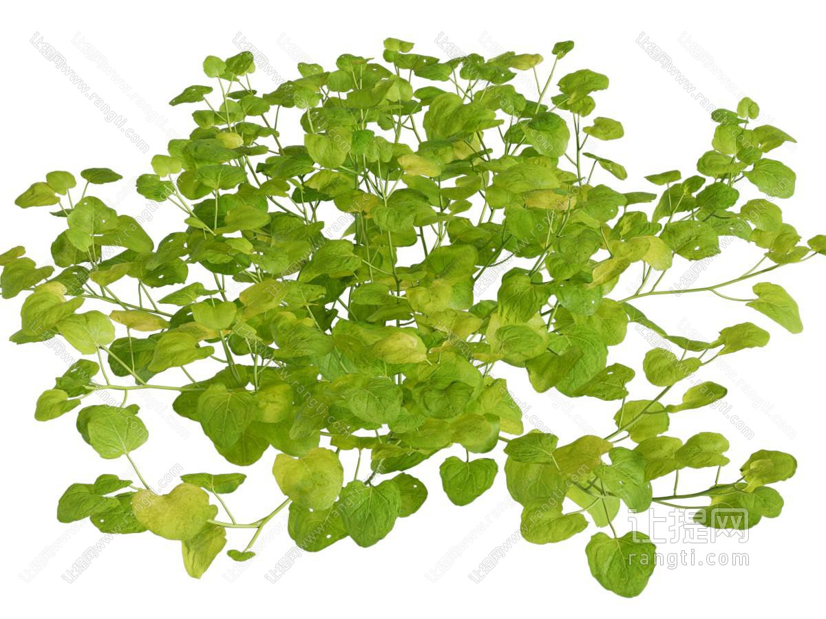 现代花草植物