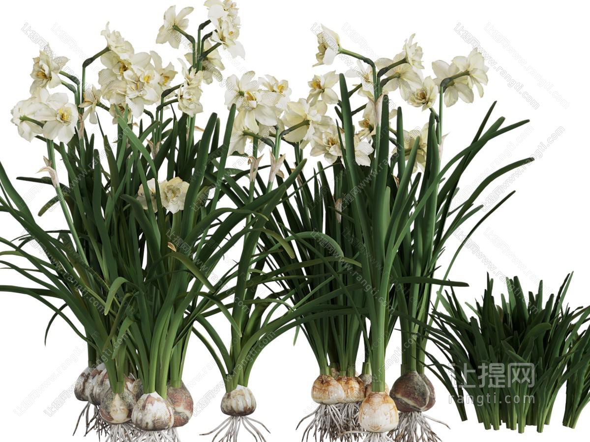 现代水仙花花草植物