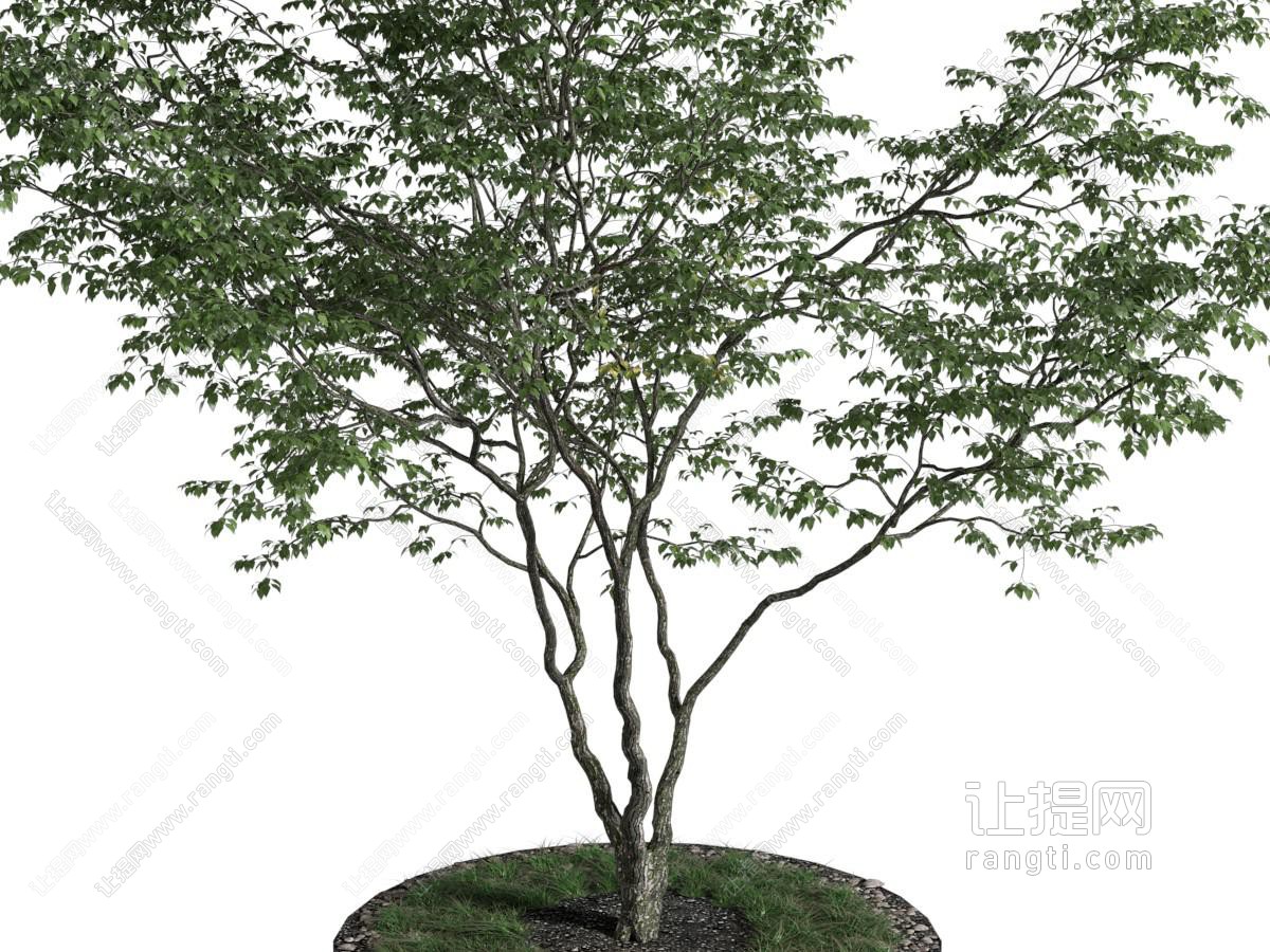 现代景观树木