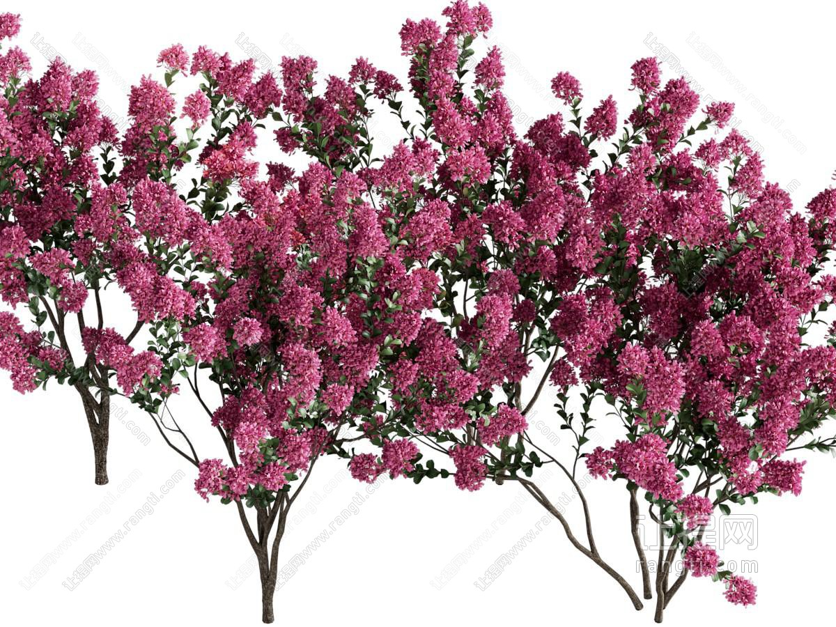 现代开满紫红色花朵的树木