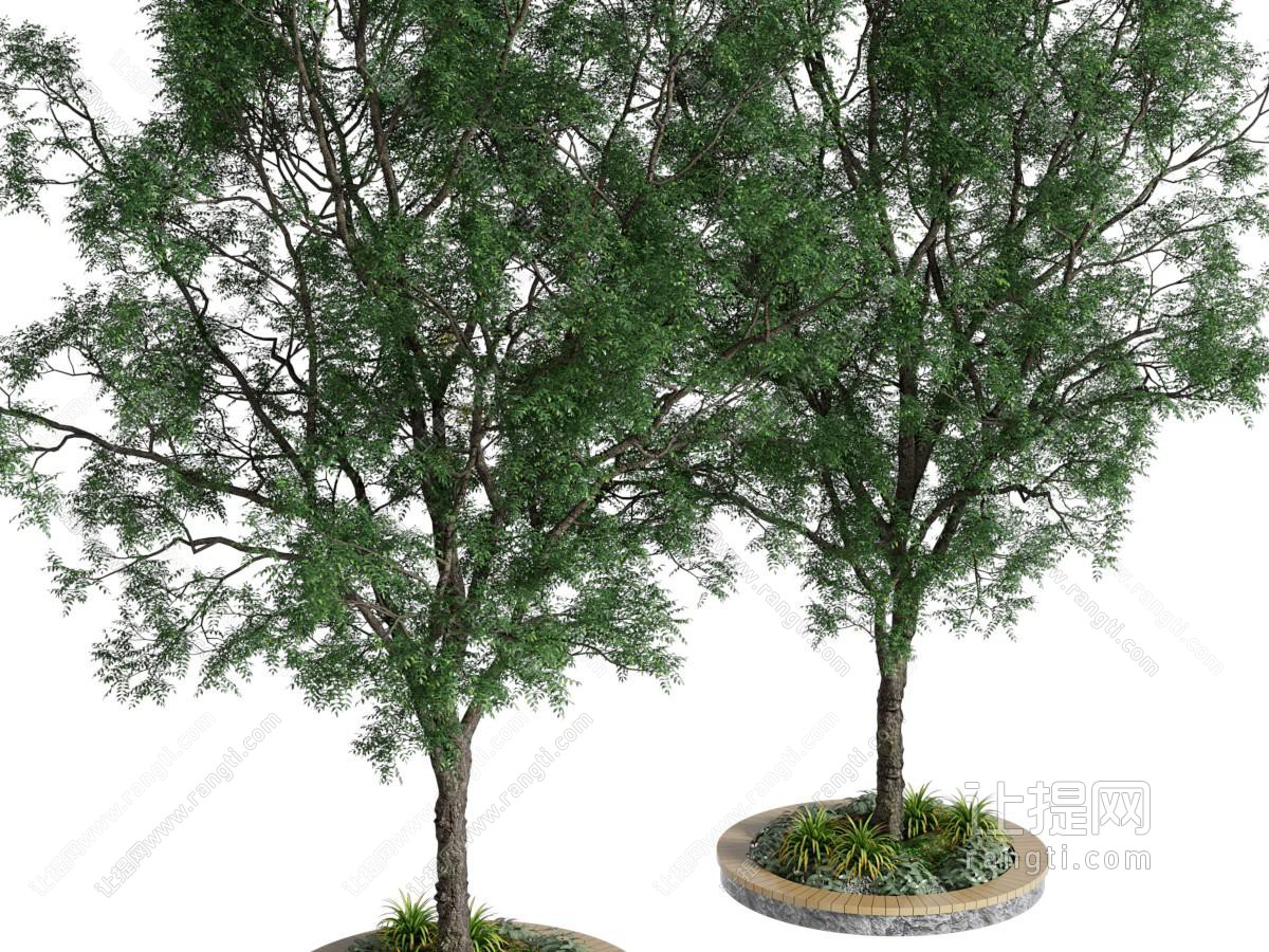 现代景观树木