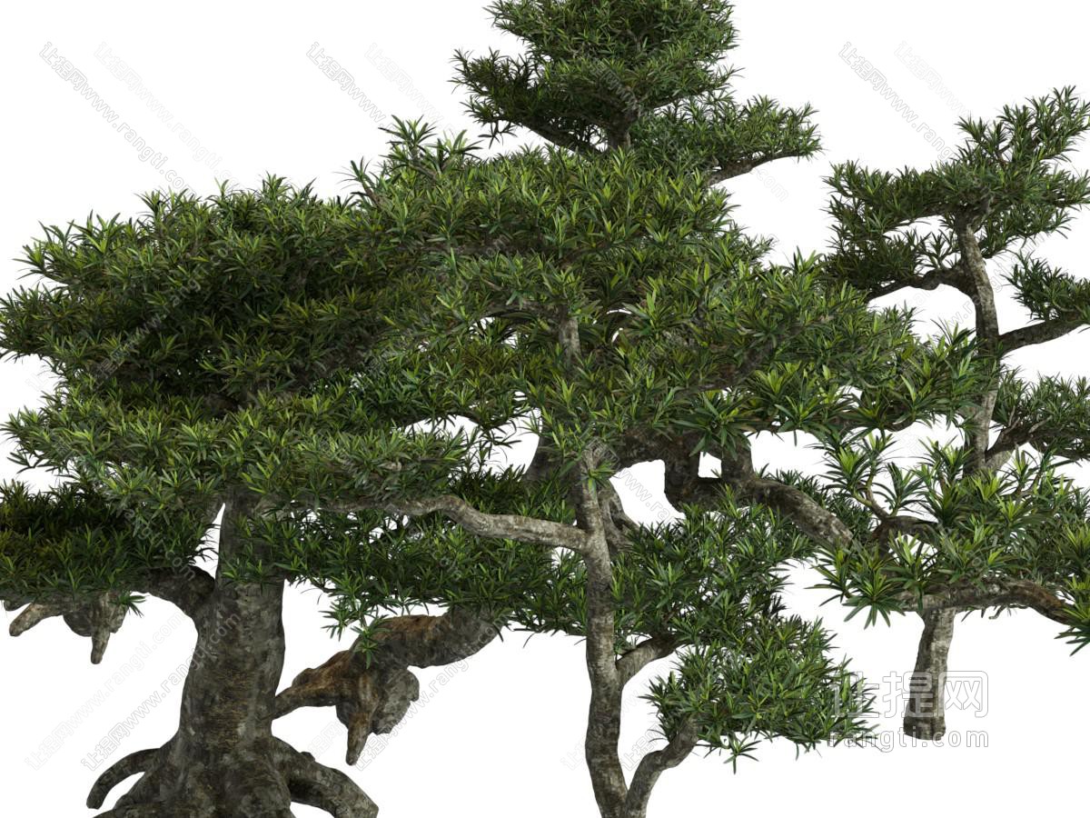 现代松树