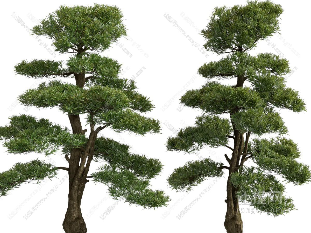 现代松树