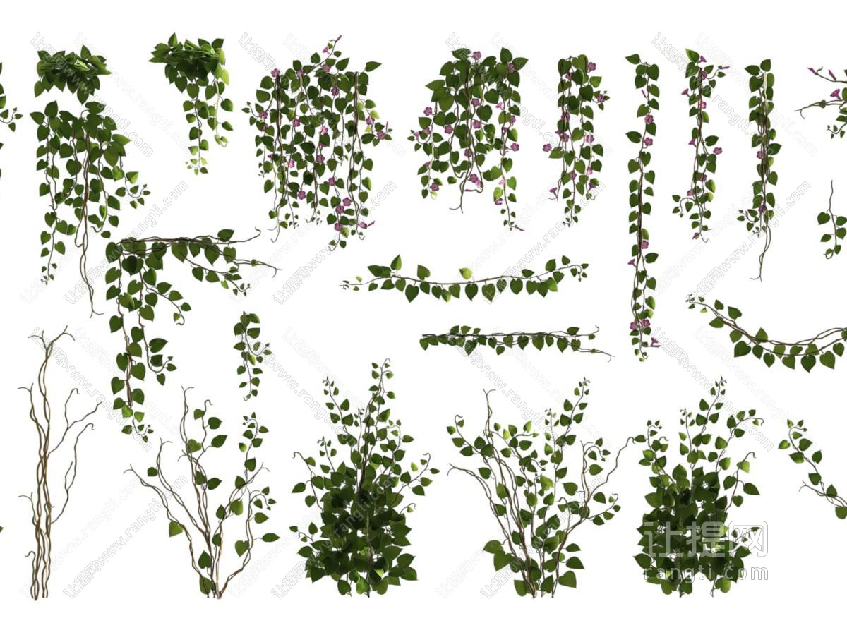 现代藤蔓植物