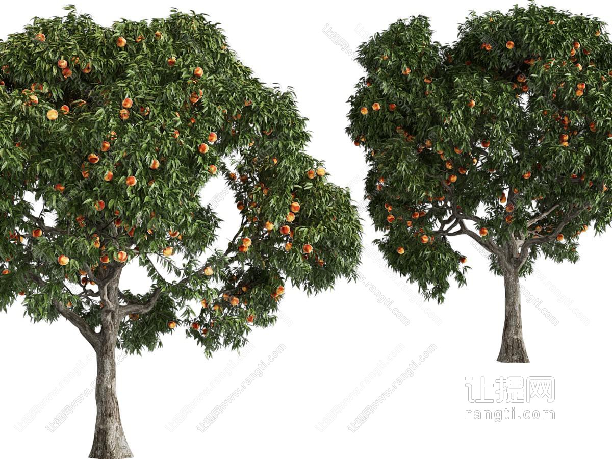 现代结满水果的果树