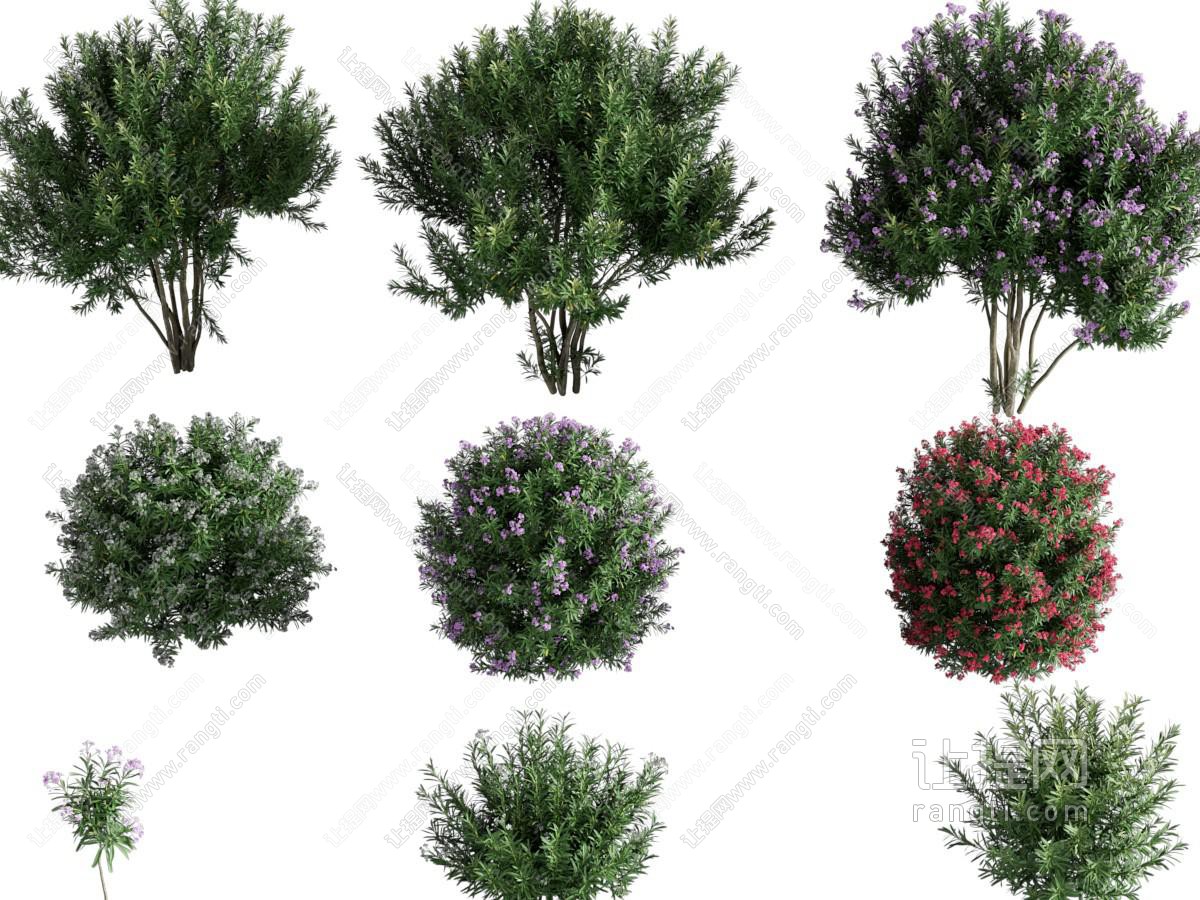 现代树木、灌木丛花草植物