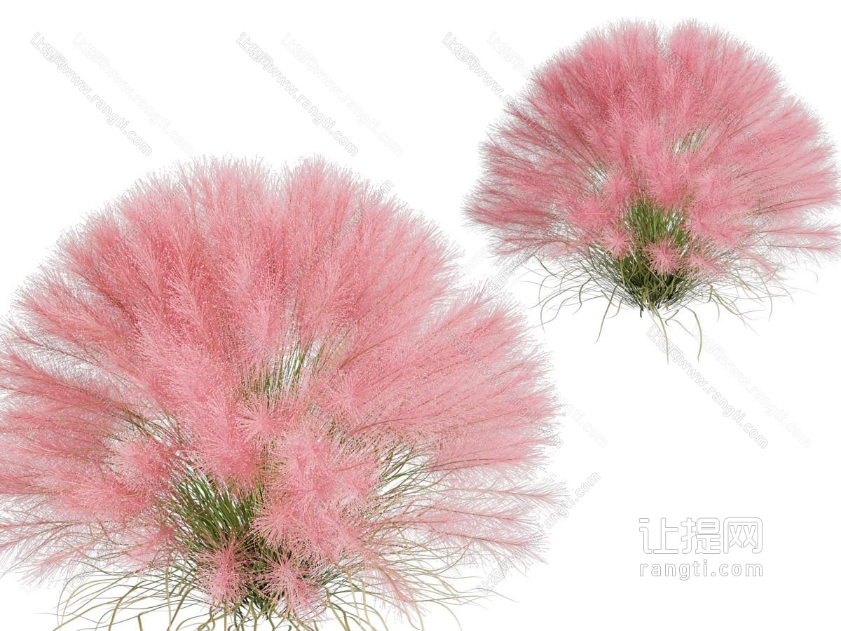 现代粉黛乱子草花草植物