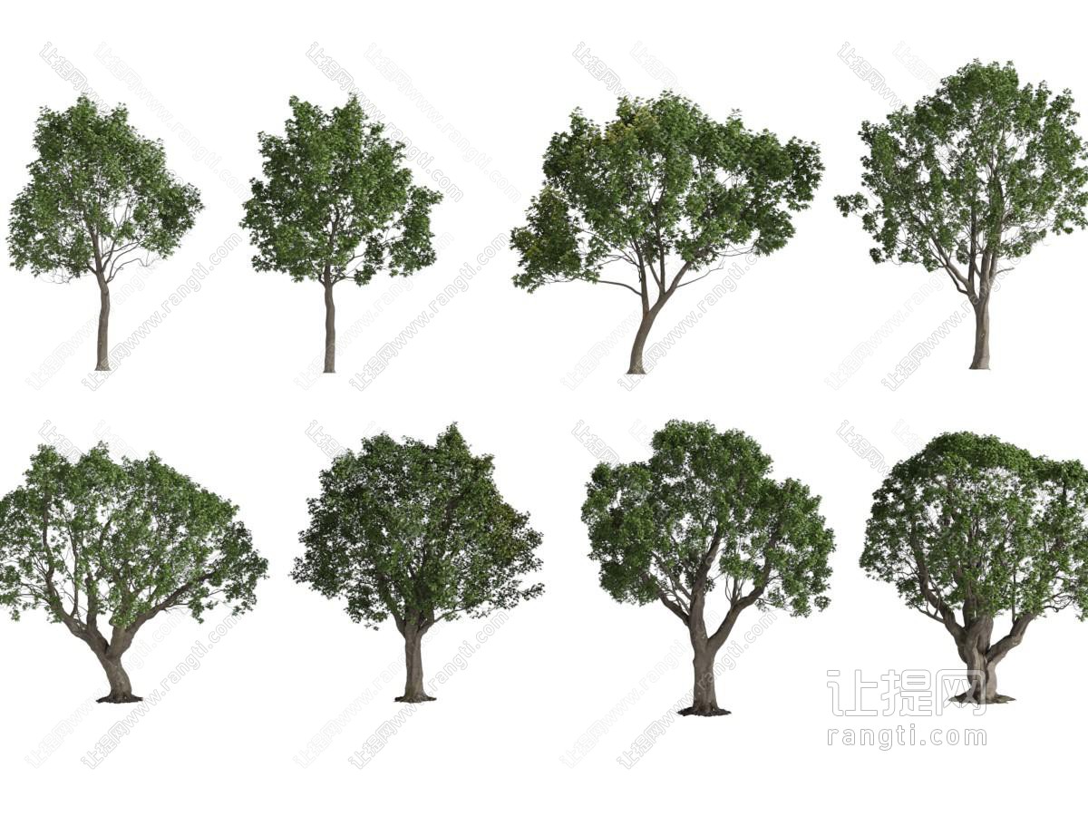 现代景观树木