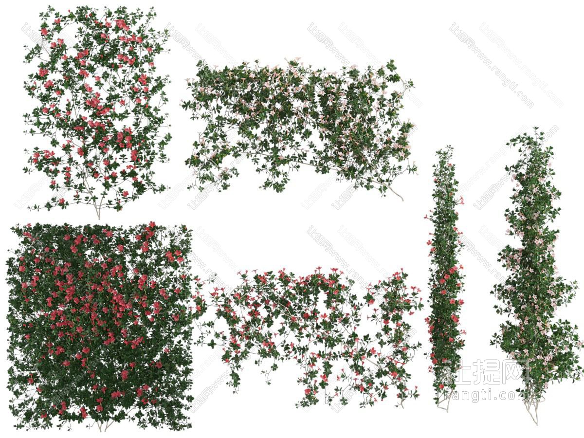 现代爬藤花卉藤蔓植物