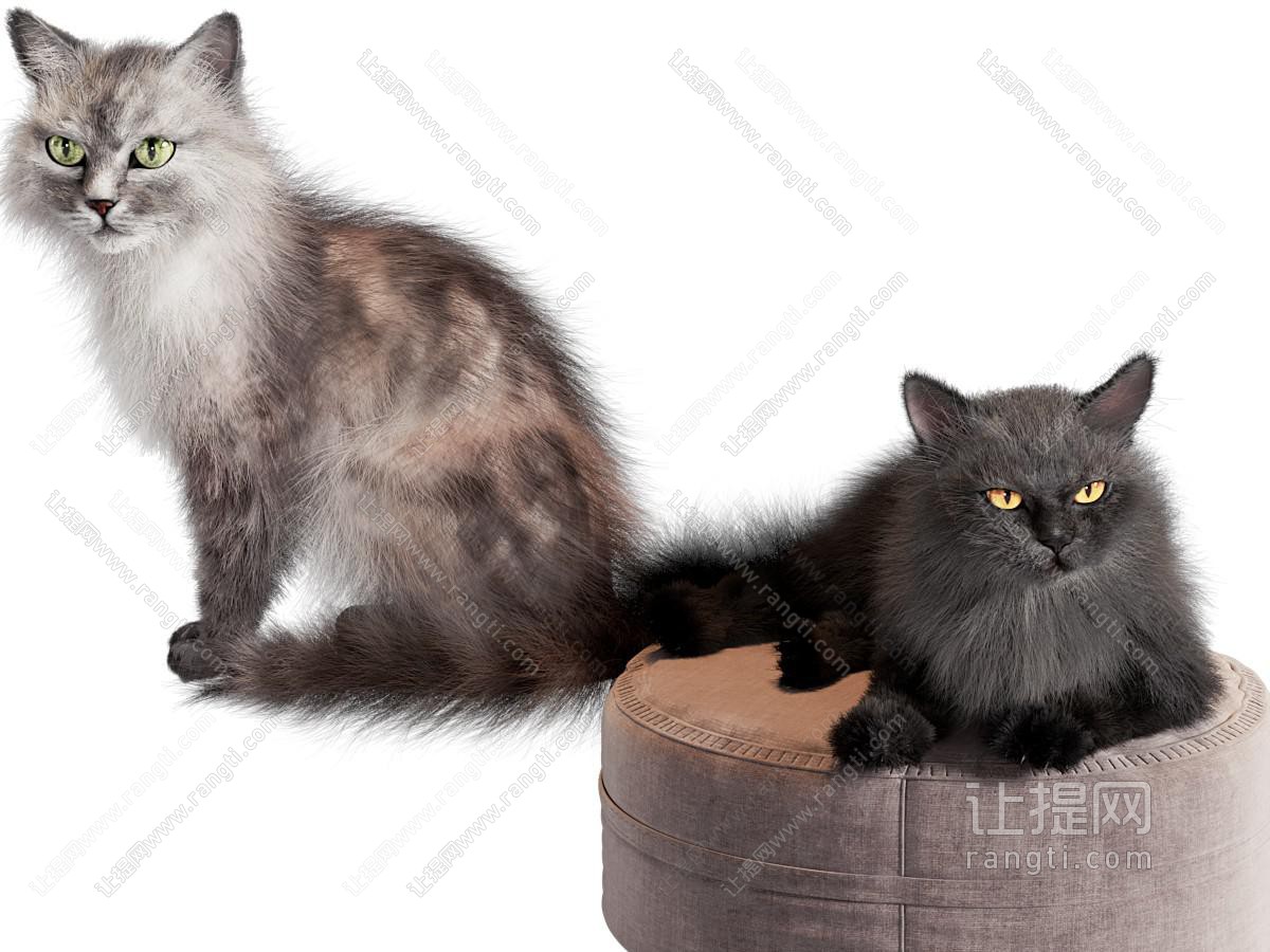现代黑色的猫猫