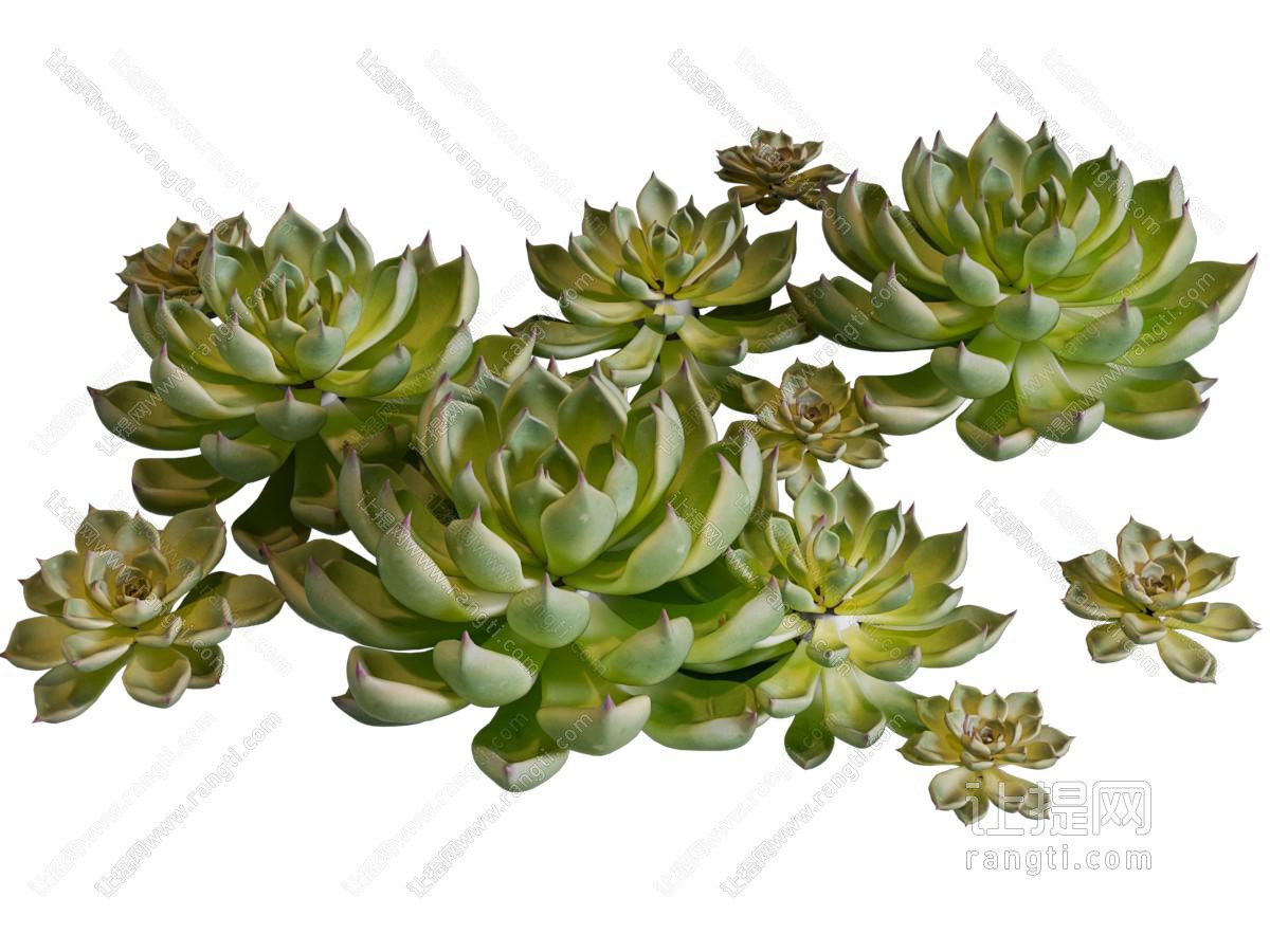 现代观赏性多肉、花草植物