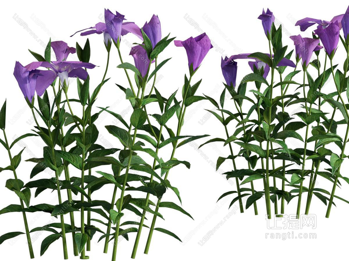 现代花草绿植