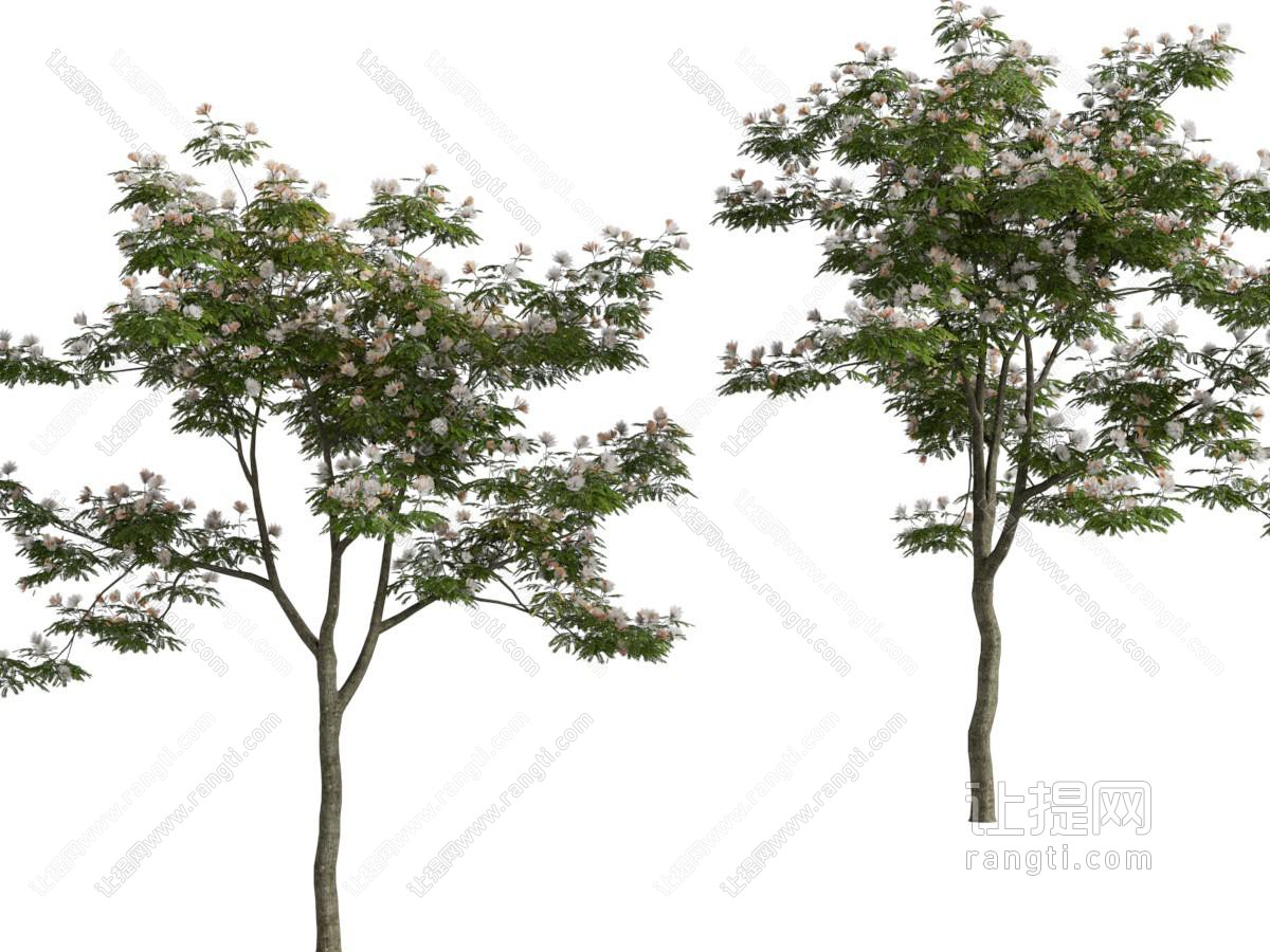 现代景观木棉树
