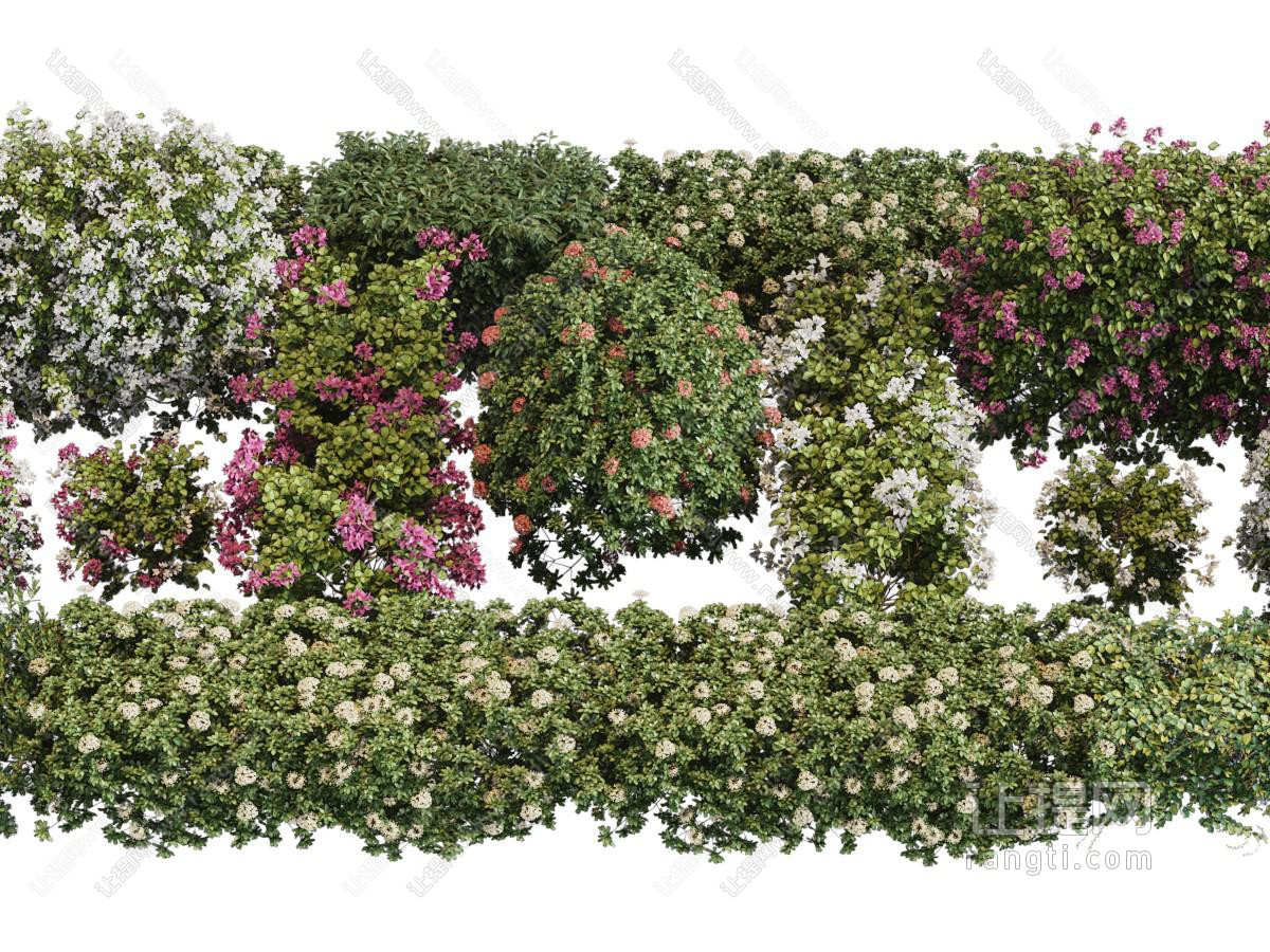 现代开满花朵的花草、灌木植物