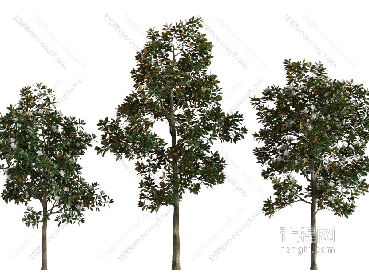 现代枝叶茂盛的大树