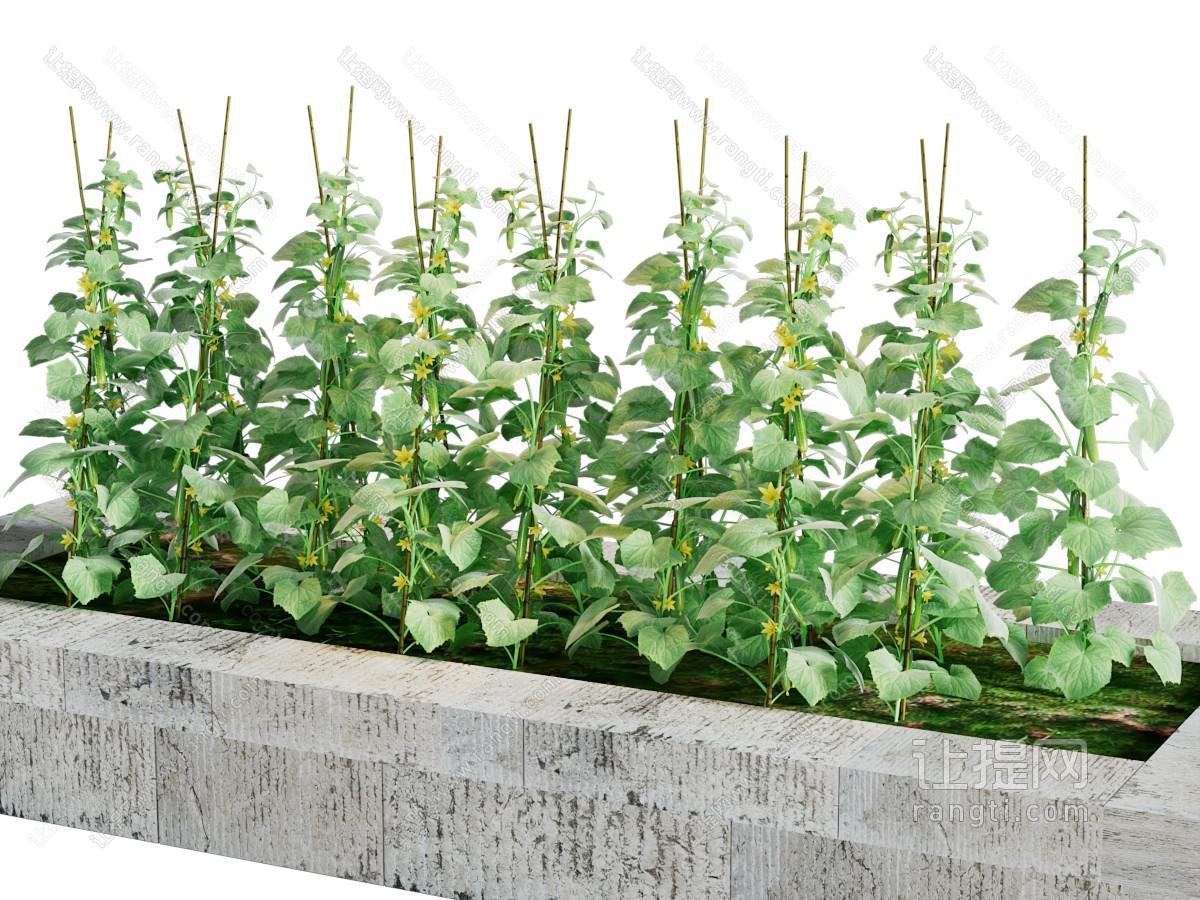 现代水泥花坛黄瓜藤蔓植物