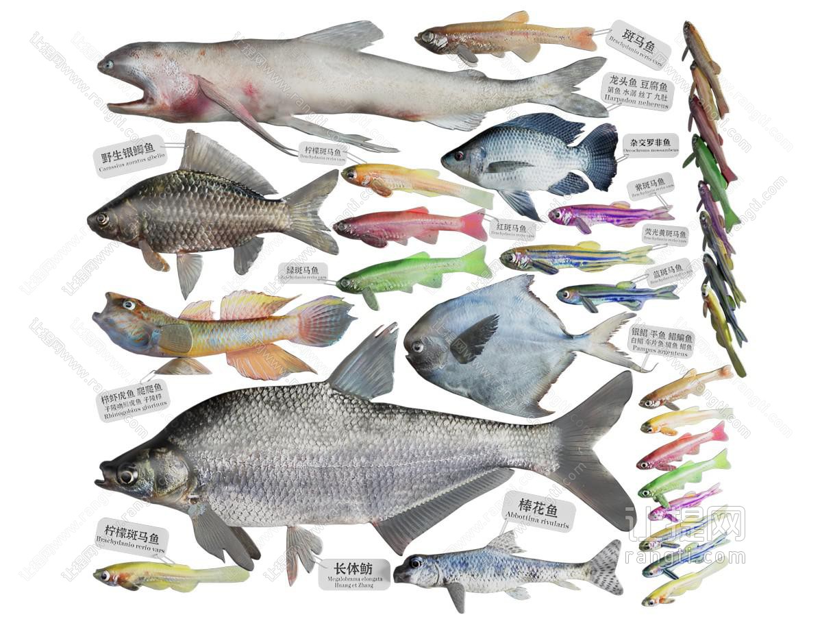 现代海洋生物、海鲜、鱼