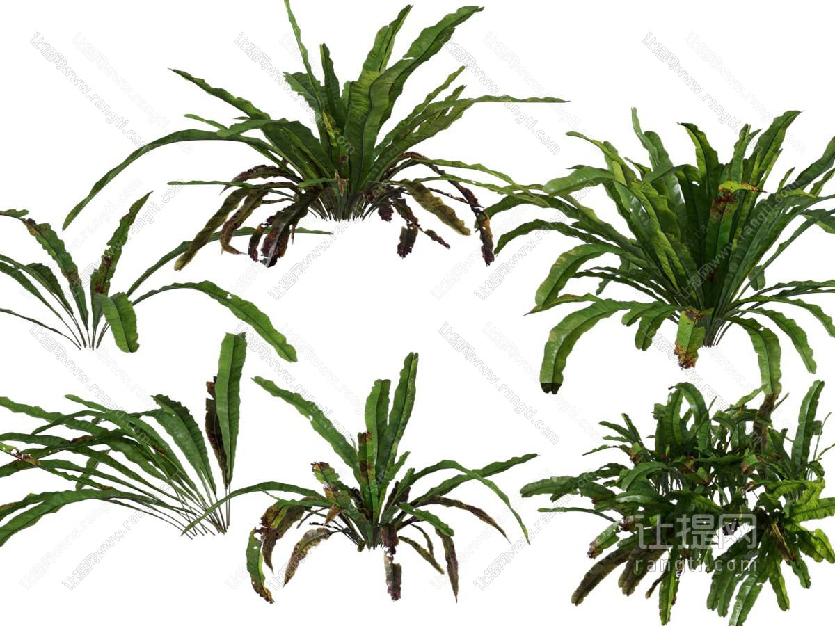 现代花草绿植