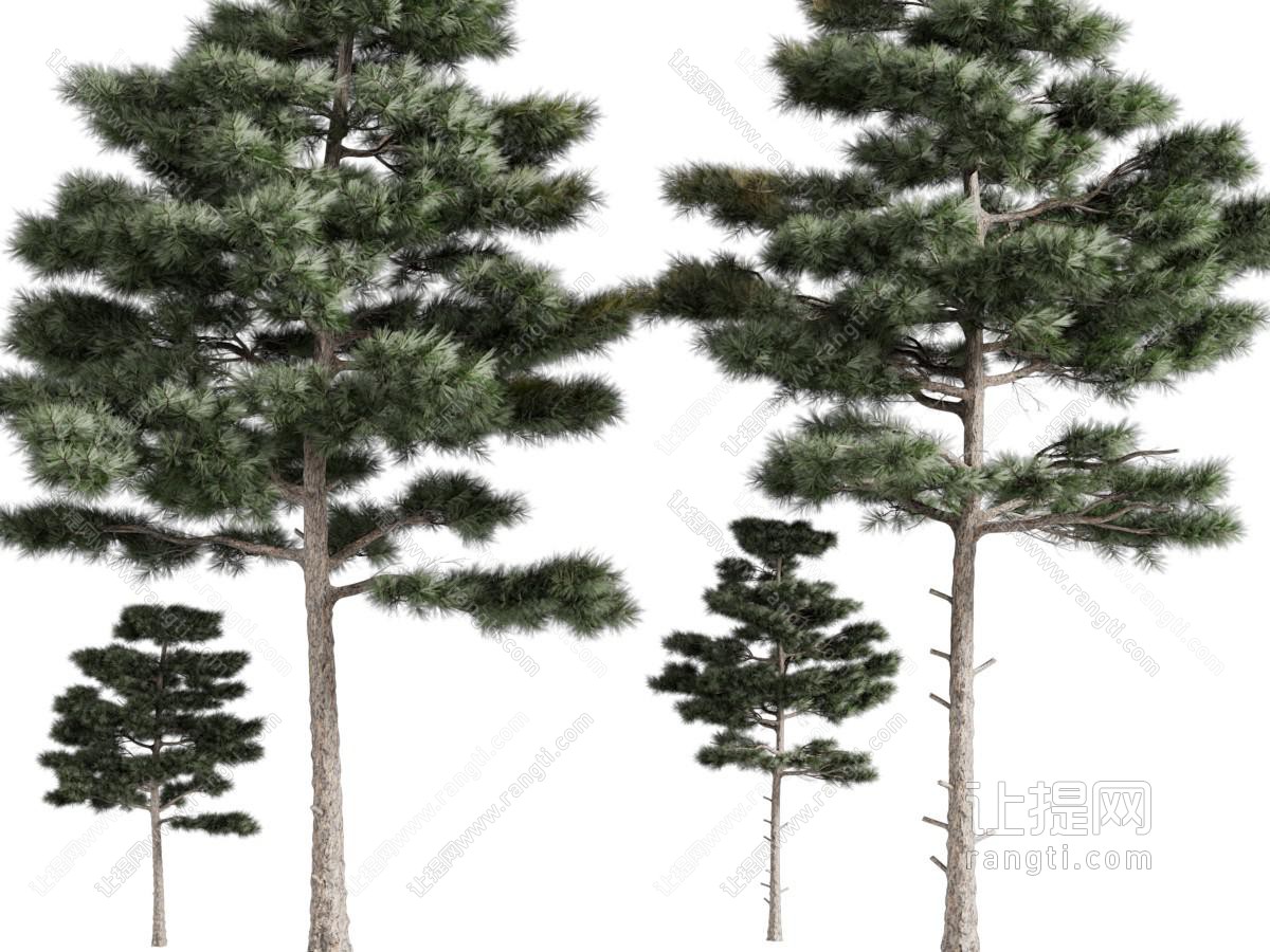 现代高耸的松树