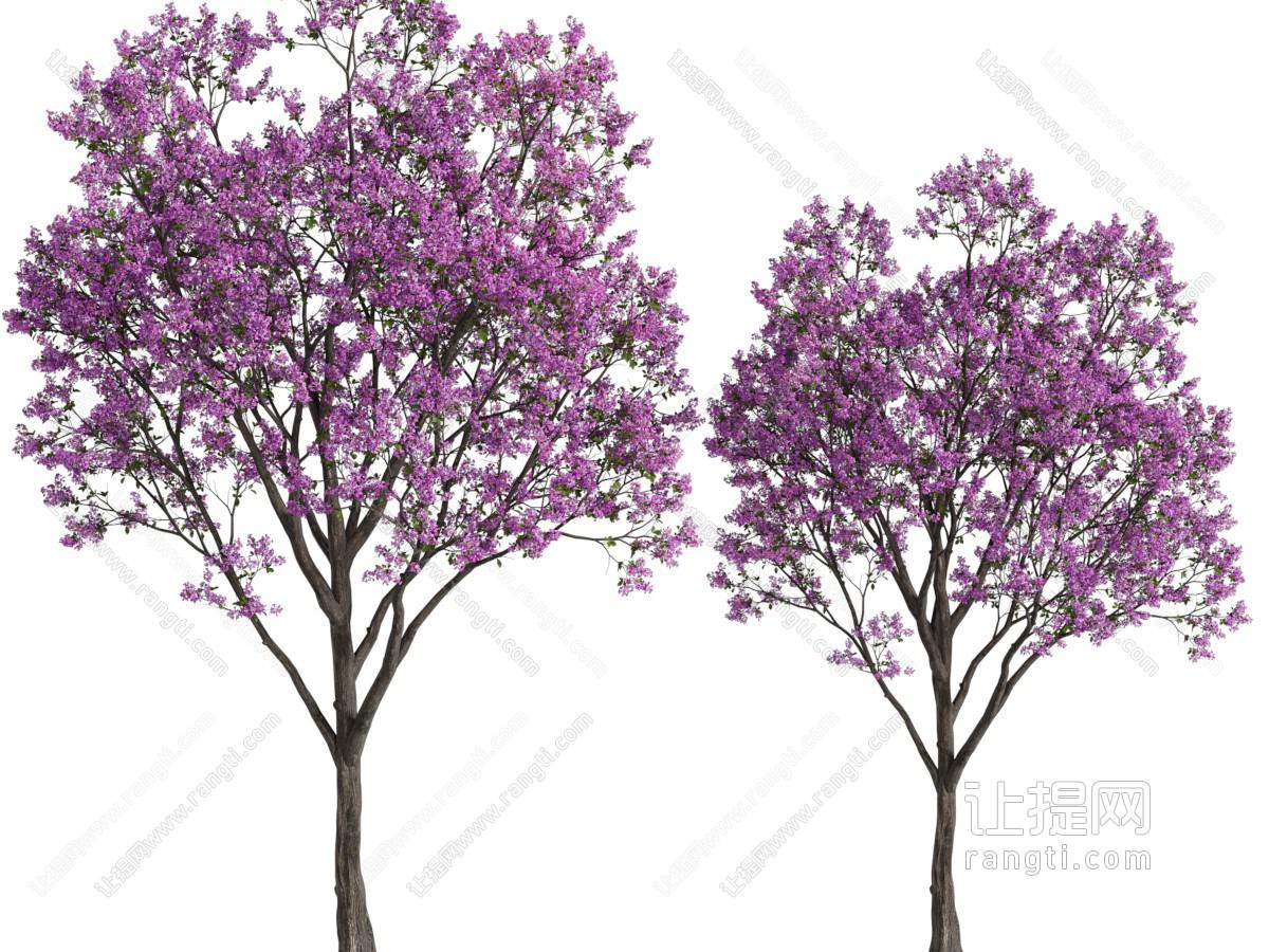 现代开满紫色花朵的景观树