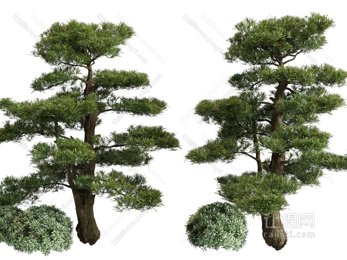 现代松树