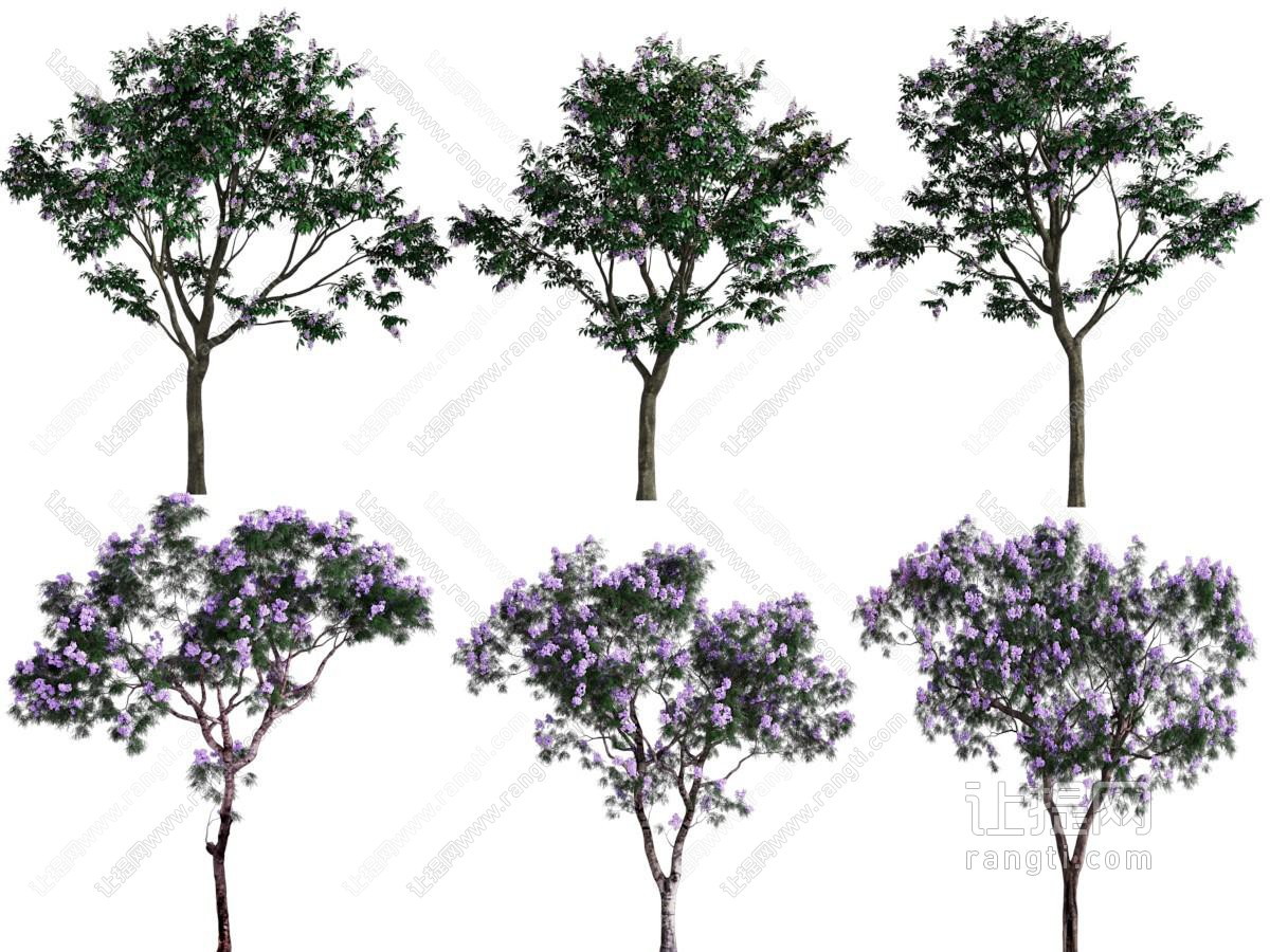 现代开满花朵的景观树木